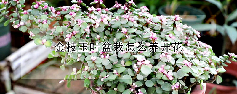 金枝玉葉盆栽怎麼養開花