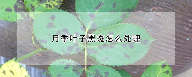 月季葉子黑斑怎麼處理