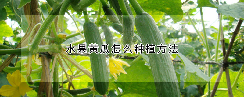 水果黃瓜怎麼種植方法