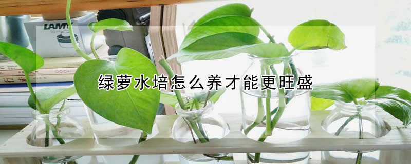 綠蘿水培怎麼養才能更旺盛