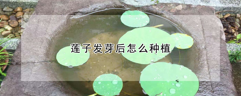 蓮子發芽後怎麼種植