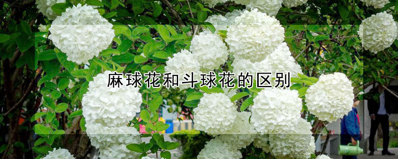 麻球花和鬥球花的區別