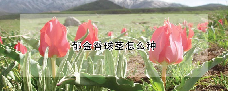 鬱金香球莖怎麼種