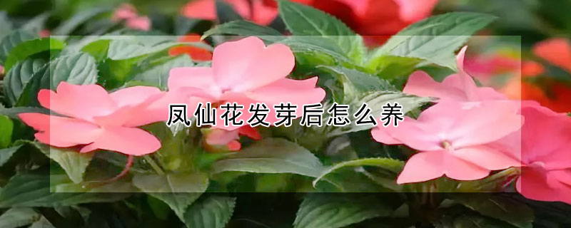 鳳仙花發芽後怎麼養