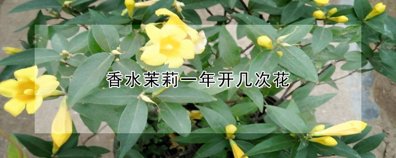 香水茉莉一年開幾次花