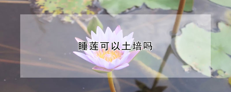 睡蓮可以土培嗎