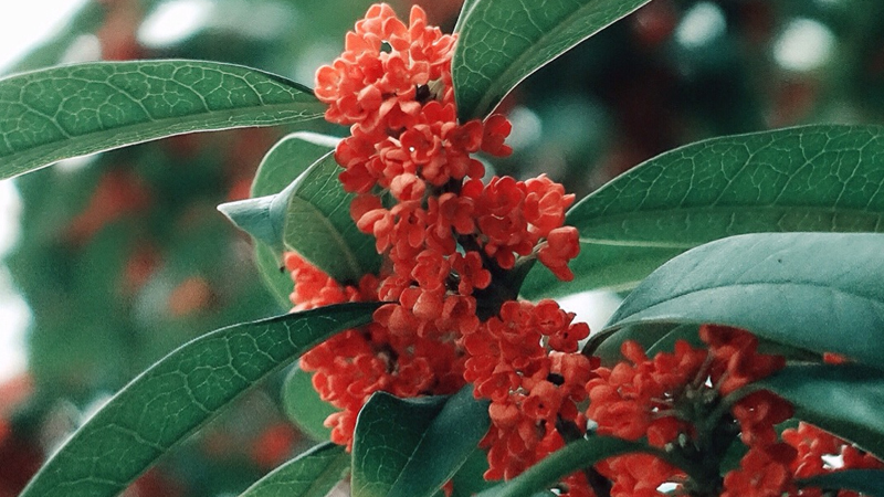 桂花怎麼修剪開花多