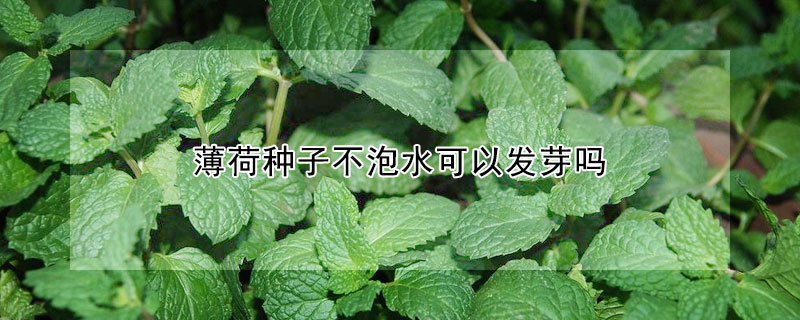 薄荷種子不泡水可以發芽嗎