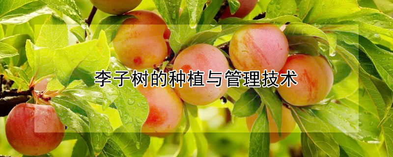 李子樹的種植與管理技術