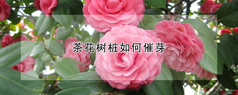 茶花樹樁如何催芽