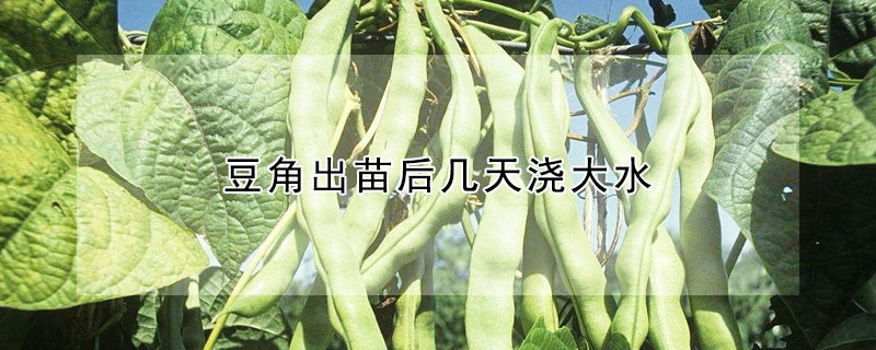 豆角出苗後幾天澆大水