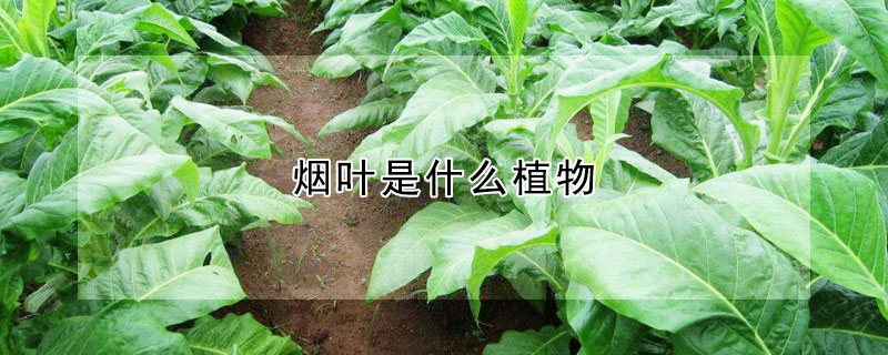 煙葉是什麼植物