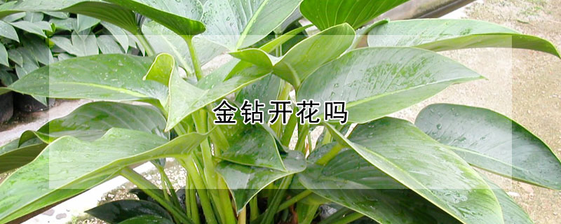 金鑽開花嗎