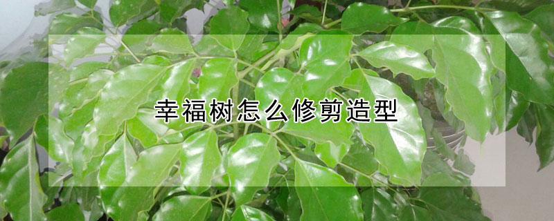 幸福樹怎麼修剪造型