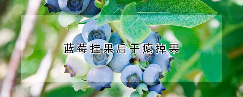 藍莓掛果後幹癟掉果