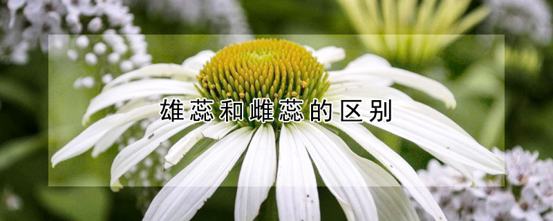 雄蕊和雌蕊的區別