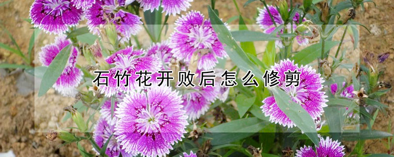 石竹花開敗後怎麼修剪