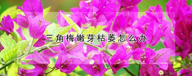 三角梅嫩芽枯萎怎麼辦