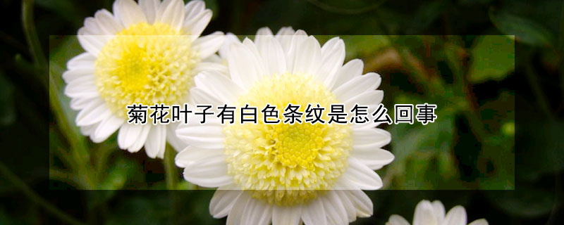 菊花葉子有白色條紋是怎麼回事