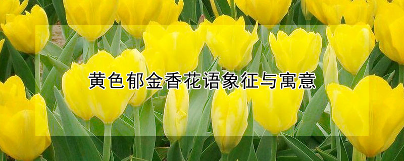 黃色鬱金香花語象征與寓意