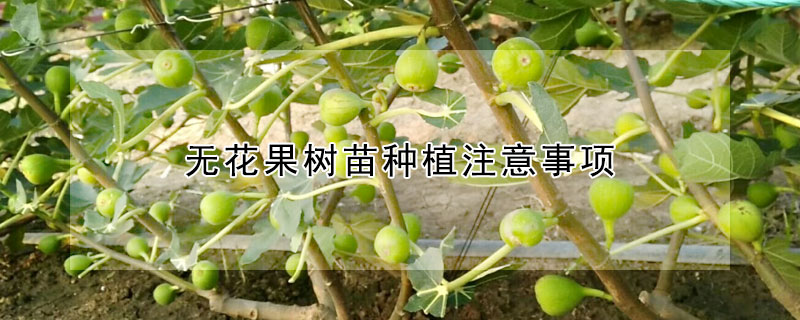 無花果樹苗種植注意事項