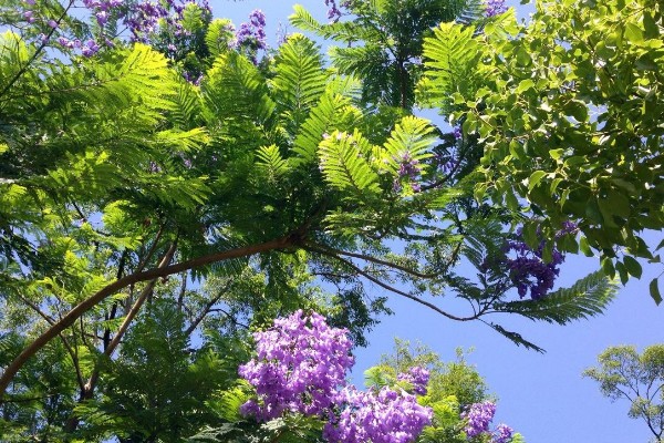 藍花楹花期什麼時候