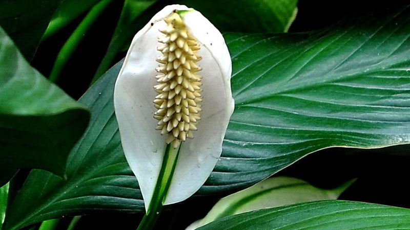 白鶴芋怎麼養