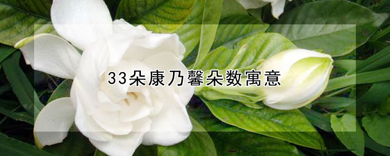 梔子花的花語是什麼