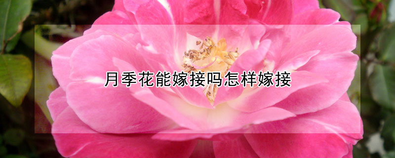 月季花能嫁接嗎怎樣嫁接