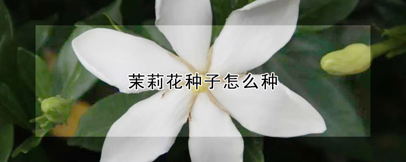 茉莉花種子怎麼種