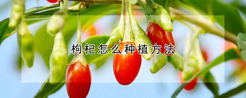 枸杞怎麼種植方法