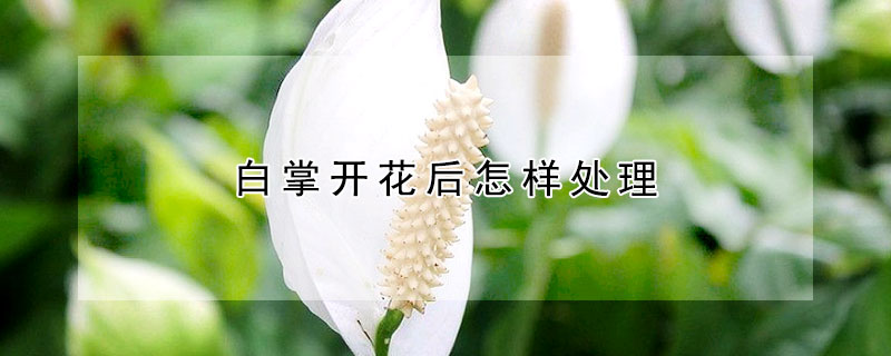 白掌開花後怎樣處理