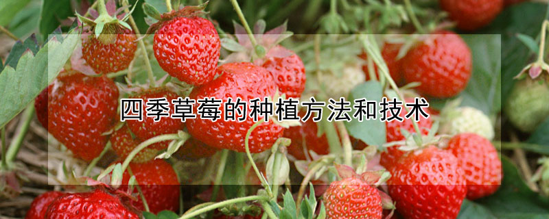 四季草莓的種植方法和技術