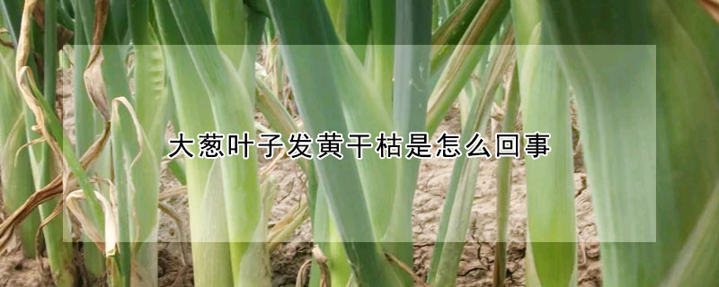 大蔥葉子發黃幹枯是怎麼回事