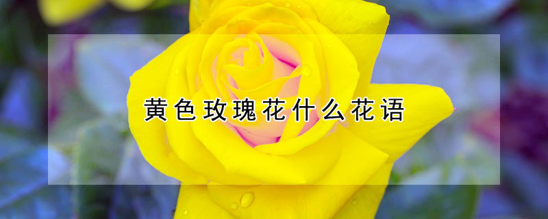 黃色玫瑰花什麼花語