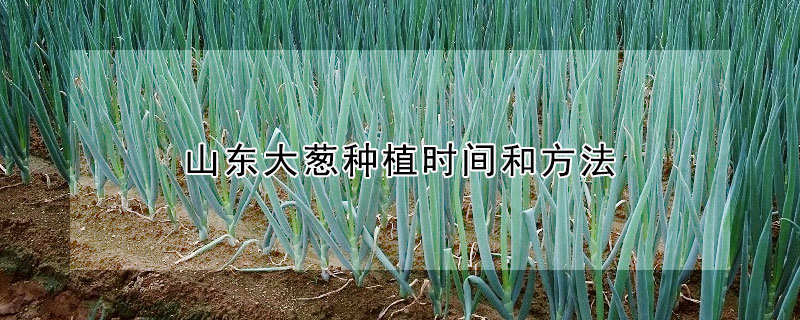 山東大蔥種植時間和方法