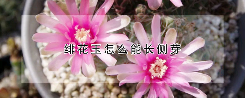 緋花玉怎麼能長側芽