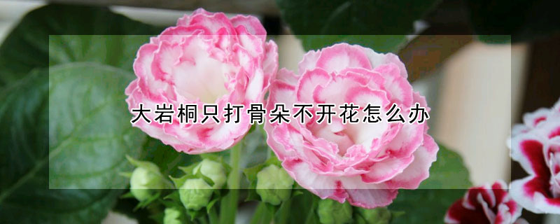 大岩桐隻打骨朵不開花怎麼辦