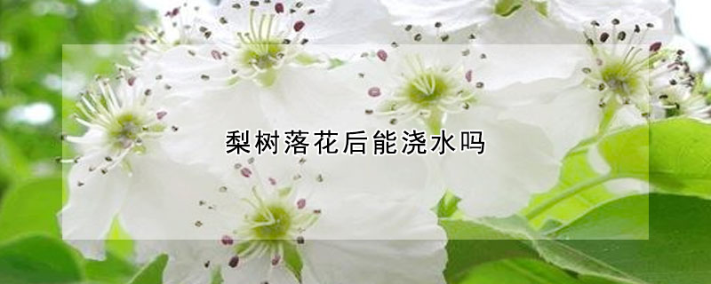 梨樹落花後能澆水嗎