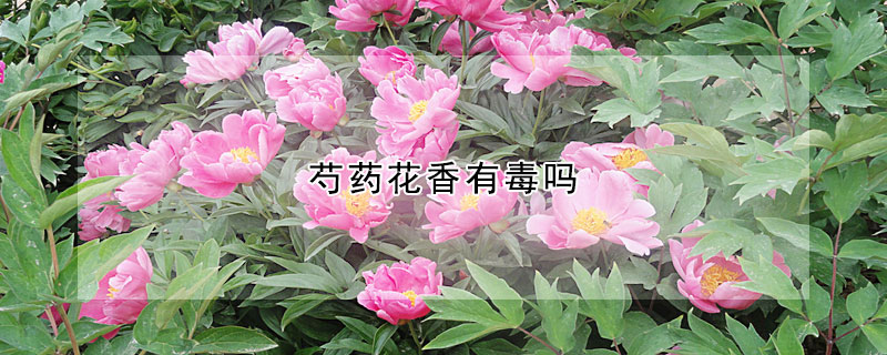 芍藥花香有毒嗎