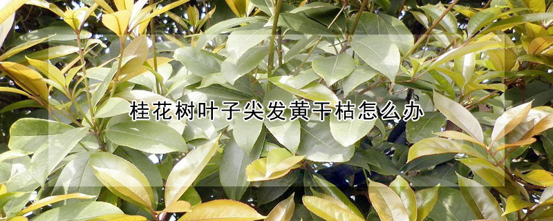 桂花樹葉子尖發黃幹枯怎麼辦