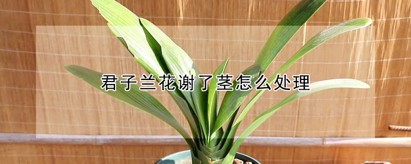 君子蘭花謝了莖怎麼處理