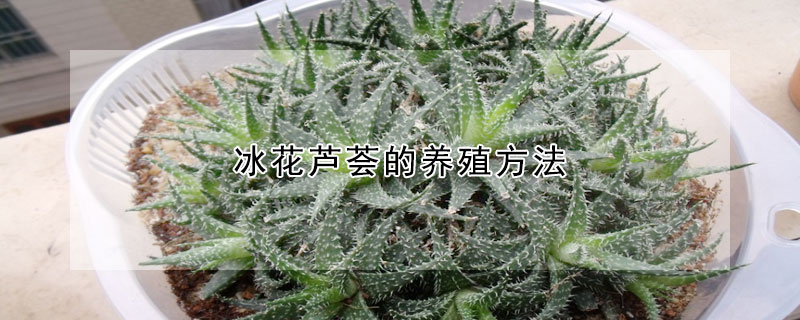 冰花蘆薈的養殖方法