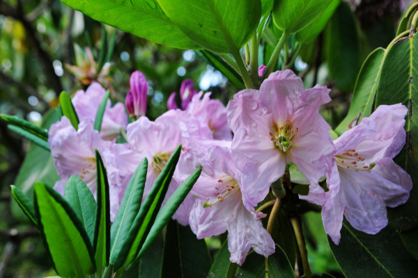 杜鵑花花期養護