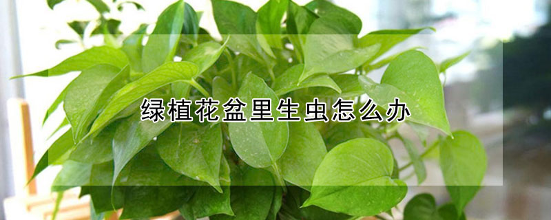 綠植花盆裏生蟲怎麼辦