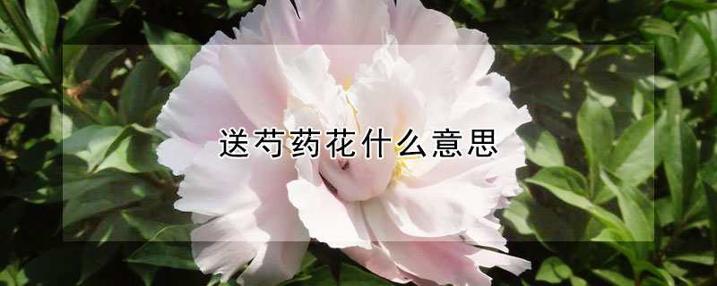 送芍藥花什麼意思