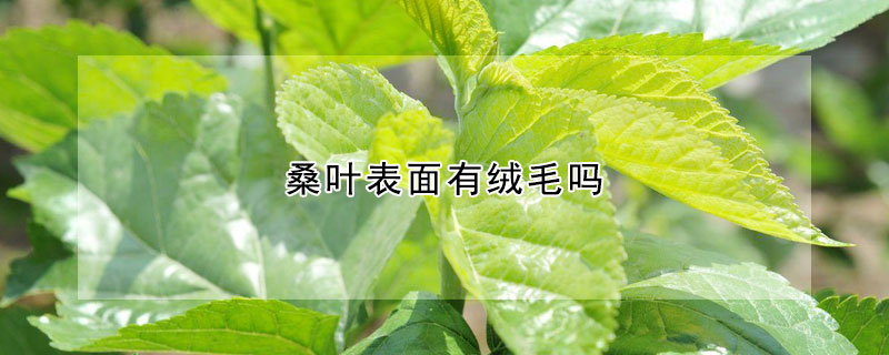 桑葉表麵有絨毛嗎