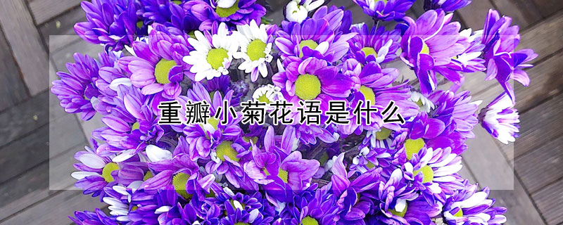 重瓣小菊花語是什麼