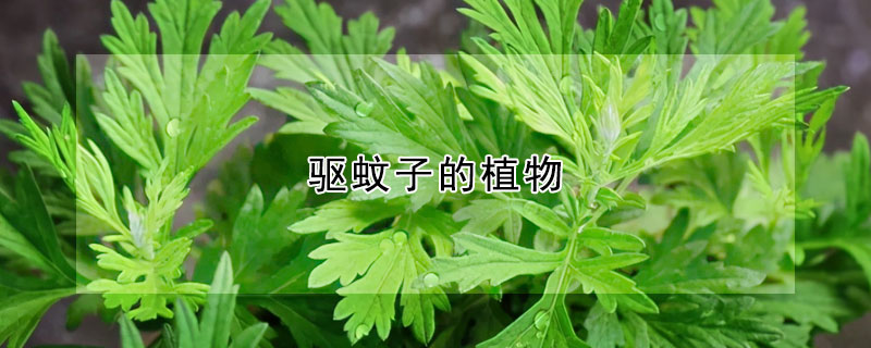 驅蚊子的植物