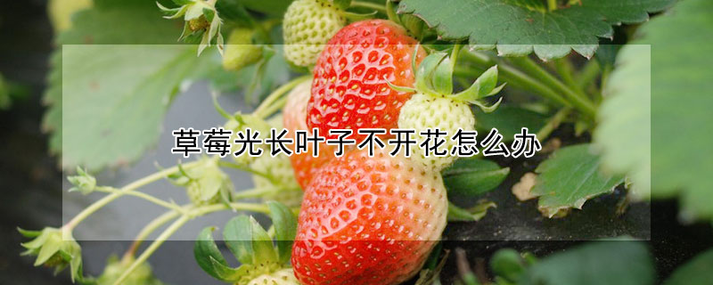 草莓光長葉子不開花怎麼辦